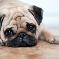 犬が『悲しそう』にしているときの心理5選　愛犬が切ないと感じてしまう原因や飼い主がすべき配慮まで