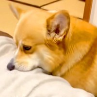 『焼肉を食べて帰宅した』結果→犬がニオイで気付いて、洋服を…思ってもみなかった『まさかの行動』に爆笑「エア焼肉バイキングｗ」「真剣で草」