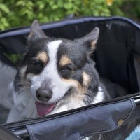 犬がみせる『老化のサイン』５選　シニア期を迎えたときに起こる体の変化とは？