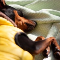 犬の『元気がない』理由５選　主な原因や今すぐに病院へ行くべきサインまで