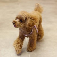 犬が『家の中を徘徊』する理由5つ　ウロウロと歩き回るのはなぜ？病気の可能性まで