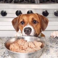 犬が大好きな『食べ物』ランキングTOP５　オススメの与え方や注意点まで解説