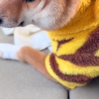 コンビニに行っている間、車で留守番していた犬→すぐに戻ったら…悲壮感がすごい『表情』に反響「そんな目で見られたら…」「気持ち出すぎｗ」
