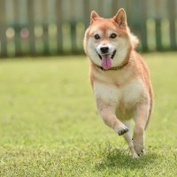 犬の性格が突然変わってしまうのはなぜ？主な原因や飼い主がすべき適切な対応まで