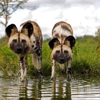 意外な『イヌ科』の動物4選　あまり知られていない生き物の種類や共通点までご紹介
