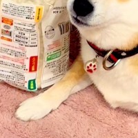 隙を見て『冷凍うどん』を奪い取った犬→完全に守りきってしまい…まさかの『自然解凍』してしまう光景が389万再生「ドヤ顔で草」「死守ｗｗ」