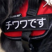 名札に『チワワです』と書いてある犬→全身を見てみると…脳がバグる『衝撃的な光景』に10万表示の反響「カッコよすぎて惚れた」「唯一無二」