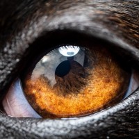 犬を撮影すると目が光る『2つの理由』上手く写真を撮るためのコツや注意点まで解説