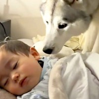 寝ている赤ちゃんに近付く大型犬→『ヤバイ、起こしちゃう』と思ったら…犬とは思えない『まさかの行動』が11万再生「すごすぎる」「優しい兄」