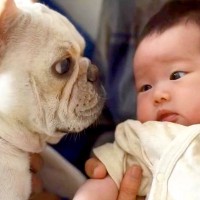 『ある日、突然やってきた赤ちゃん』に戸惑う犬→なかなか受け入れられず…相棒へと変わった『現在までの記録』が236万再生「涙腺崩壊した…」