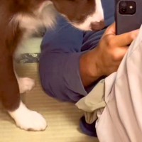 飼い主に恋をしている犬→生まれて初めて『叱られた』結果…わかりやすく絶望している『表情』が201万再生「怒りにくいｗ」「もろに出てて草」