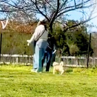 ドッグランで迷子になった犬→知らない女性を『ママだ』と勘違いしてしまい…『人違いに気付いた瞬間』が29万再生「たまには間違うよねｗ」