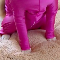 犬に『新しい服』を着せてみた結果→思った以上にピチピチで…まさかの『キャッツアイ化』に大爆笑「納得いってない顔ｗ」「ため息つきそうで草」