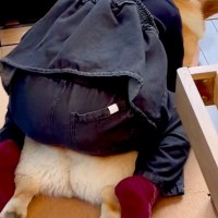 女の子が小学校から帰宅した直後、真っ先に犬へと向かい…幸せな時間が流れる『尊い光景』が54万再生「ぬくもり最高」「後ろ姿が愛おしすぎる」