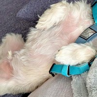 散歩が大嫌いな犬が『外に行かなくても済む方法』をひらめいて…子どものような『まさかの作戦』に6万いいね集まる「一生懸命考えたんだなｗｗ」