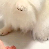 姪っ子に『ハイタッチ』を求められる犬→相手によっては…あまりにも違う『態度と表情』が10万表示「アイドルのオンとオフｗ」「格差あって草」
