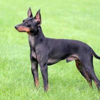 トイ・マンチェスター・テリア｜犬種の特徴と性格、飼い方や価格相場まで解説