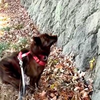 散歩中に見つけた『大きな壁』を上ろうとする甲斐犬→『さすがに登れないかな』と思ったら…衝撃の光景が23万再生「忍者犬」「カッコイイ」