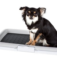 犬が『おしっこ』をする前にみせる行動5つ　必要なトレーニングや注意すべき仕草まで