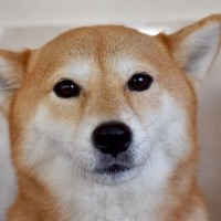 犬が飼い主を『心配』しているサイン５選　愛犬は人間の体調不良や悲しみがわかる？