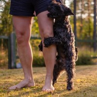 犬が『人間に腰を振る』心理5つ　マウンティングをする理由や止めさせる方法まで解説