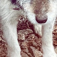 引っ越しで置き去りにされ『鎖で繋がれた老犬』→笑顔すら忘れてしまい…保護後、嘘のような『現在の表情』に涙「幸せなお顔」「本当良かった」