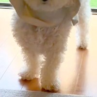 『どうしてそうなった』窓際で困った顔をする犬→様子を見てみると、カーテンが…まさかの『完全に詰んだ光景』に爆笑「天才ｗｗ」「最高すぎる」