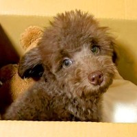 親が3キロ程度の子犬を飼った結果→『同じくらいに育つかな』と思っていたら…想定外だった『成長』に反響「どう育っても可愛い」「元気でよし」