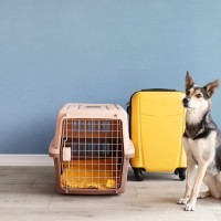 愛犬を預ける時にどんなことをしておくといい？『愛犬を預ける前にチェックしておくべきこと』を獣医が解説