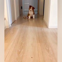 オヤツを床に置き、子犬を呼んでみた結果→『ちゃんと食べるかな』と見ていたら…『想定外の光景』が71万再生「尊すぎる…」「なんて可愛いの」