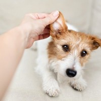 痛い、かゆい、つらい…犬の『慢性外耳炎』は飼い主さんのQOLにも影響する？最新研究を獣医が解説