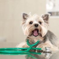 愛犬の肝臓を守る『慢性肝炎』の早期発見と治療のポイント【獣医師執筆】