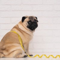 『犬の麻酔』こんな子は要注意！短頭種・肥満のリスクと安全対策【獣医師執筆】