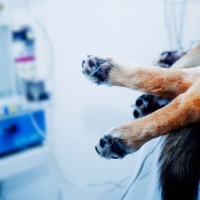 なぜ子犬と老犬は麻酔リスクが高い？年齢が手術に与える影響について【獣医が解説】
