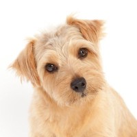 犬が頭を傾けるのは『病気のサイン』かも？回復の分かれ目を見極めるポイントを解説【獣医師執筆】