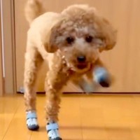 初めて『靴』を履いた犬→廊下を歩かせたら、ぎこちなさ過ぎて…思わず笑ってしまう『歩き方』が97万再生「悪いけど爆笑ｗ」「ロボットみたい」