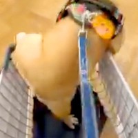 犬と一緒にホームセンターに行った結果→テンションが上がりすぎて…カート内で見せた『大暴れ』に1万いいね「落ち着いてｗ」「愛おしすぎる」