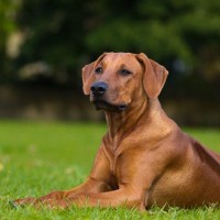 ローデシアン・リッジバック｜犬種の特徴と性格、飼い方や価格相場まで解説