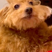 『本当にトイプー？』起きてきた犬の"寝ぐせ"を見てみたら…もはや別犬のような『衝撃の顔面』が173万再生「戦闘力高そうで草」「おもろｗ」