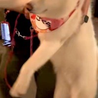 なぜか『工事中の看板』にビビりまくる秋田犬→歩かなくなったので、仕方なく…可愛すぎる『強制連行』に反響「上手な二足歩行」「たまらんｗ」