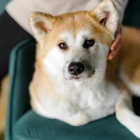 『人に忠実な犬種』5選　従順なパートナーとして良好な関係を築く方法とは？