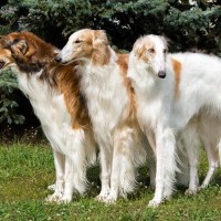 『美しい見た目をしている犬種』5選 　容姿端麗なワンコの特徴や飼う前に知っておくべきことまで