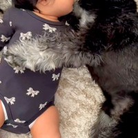 朝、赤ちゃんの隣で寝転がる犬→まるで『寝かしつけている』ようで…あまりにも尊い『平和すぎる光景』が29万再生「幸せの具現化」「腕枕が…」