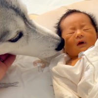 赤ちゃんが『生まれた瞬間から大型犬と育った』結果→お互い言葉を喋れなくても…尊すぎる『成長記録』が73万再生「兄弟みたい」「愛情に涙が」