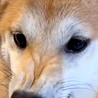 昔、後輩犬に『ブチギレ顔』をしていた犬→現在は…完全に予想外な『態度の変化』が158万表示「愛情表現すごいｗ」「めっちゃ仲良しで尊い」
