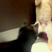 2匹の赤ちゃん犬が『喧嘩をした』結果→1匹が完全に追い詰められて…まさかの『二本足での応戦』に反響「くっそ可愛いｗｗ」「たまらない」