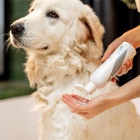 犬用シャンプーの正しい保管方法　細菌汚染を防ぐために飼い主ができること【獣医師執筆】