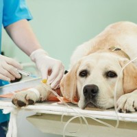 「持病があるけど手術できる？」病気別リスクと安全対策について飼い主が知るべきこと【獣医師執筆】