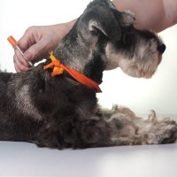 犬の糖尿病、気づくのが遅れるとどうなる？初期サインと向き合い方【獣医師執筆】