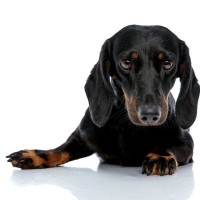 人間の常識は通用しない？！ダックスフンドに多い『犬の円形脱毛症』の真実【獣医師執筆】